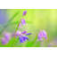 «Bluebell» par Martin Podt - impression-1623196815-1655344662