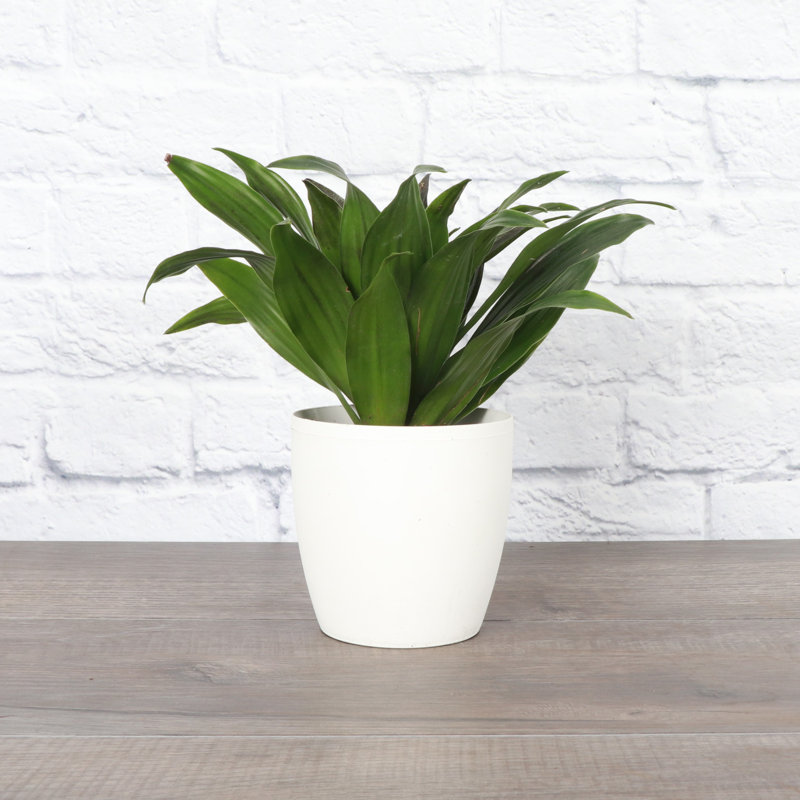 Dracaena Plant in Pot, White