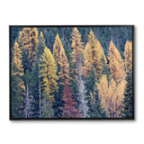 Autumn Tamarack Forest Print by Bruce Heinemann