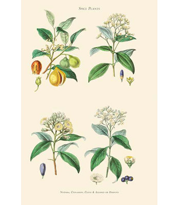 «plantes à épices. « muscade cannelle biallspice ou piment » par william rhind, impression