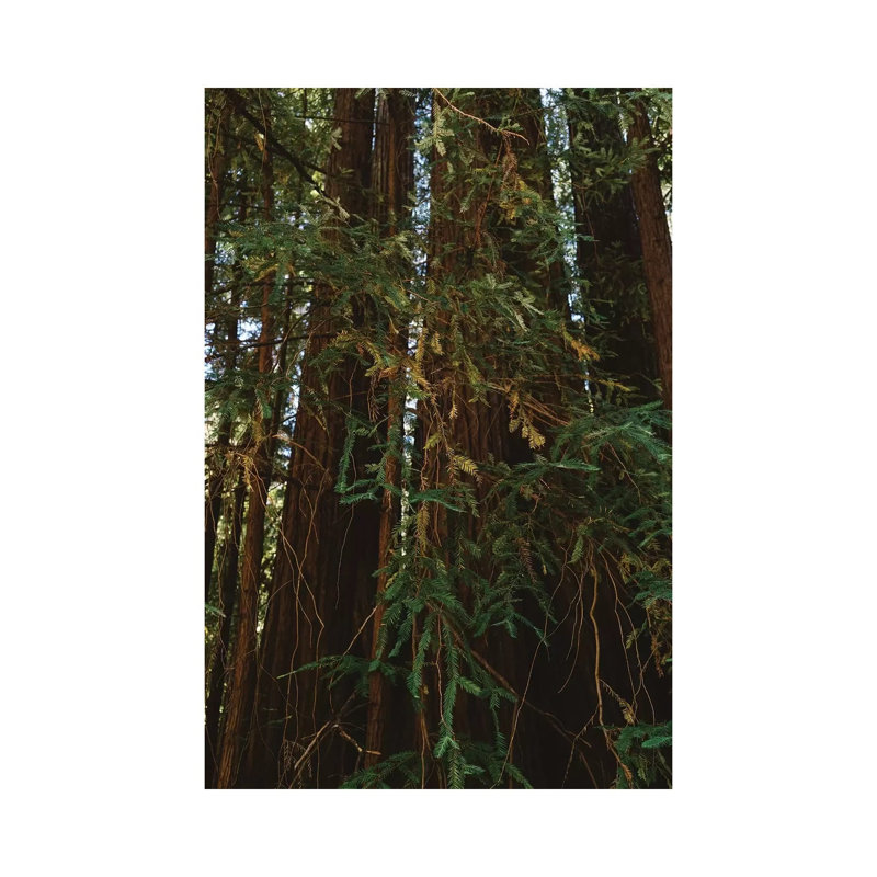 Redwood Forest V by Bethany Young - Print on Canvas, Wrapped Canvas, 66.04cm H x 45.72cm W x 3.81cm D