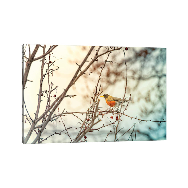 «Robin Sitting on Branches» par Nik Rave - reproduction de photo sur toile tendue, H 12 po x l 18 po x 1,5 po