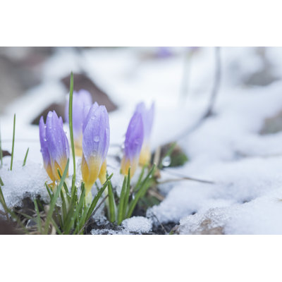 Crocus In The Snow-Covered Garden by Chepko - Wrapped Canvas Print
