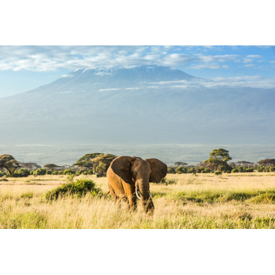 Elephant In Front Of Mount Kilimanjaro - Wrapped Canvas Print