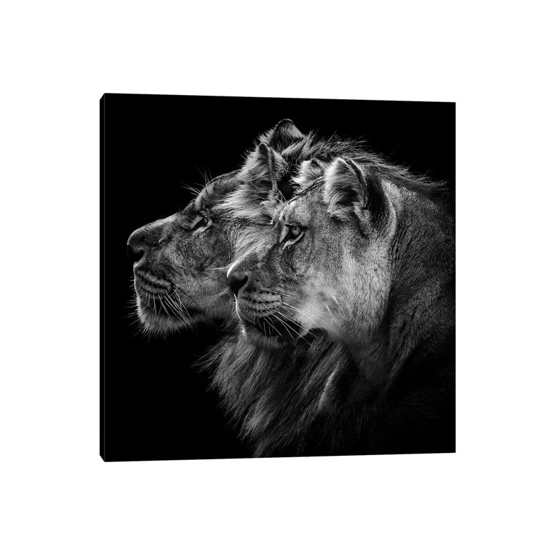 Lion And Lioness Portrait by Laurent Lothare Dambreville - Print on Canvas, Wrapped Canvas
