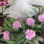 Pot de fleurs en soie-1087967481