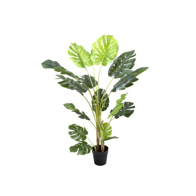 62cm Plant