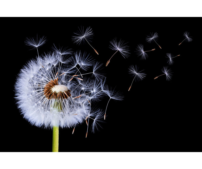 Wrapped Canvas Print, 60.96 cm H x 91.44 cm W