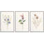"Minimal Botanical" Pastel Wild Flower Daisy Variétés-91875093-91875091