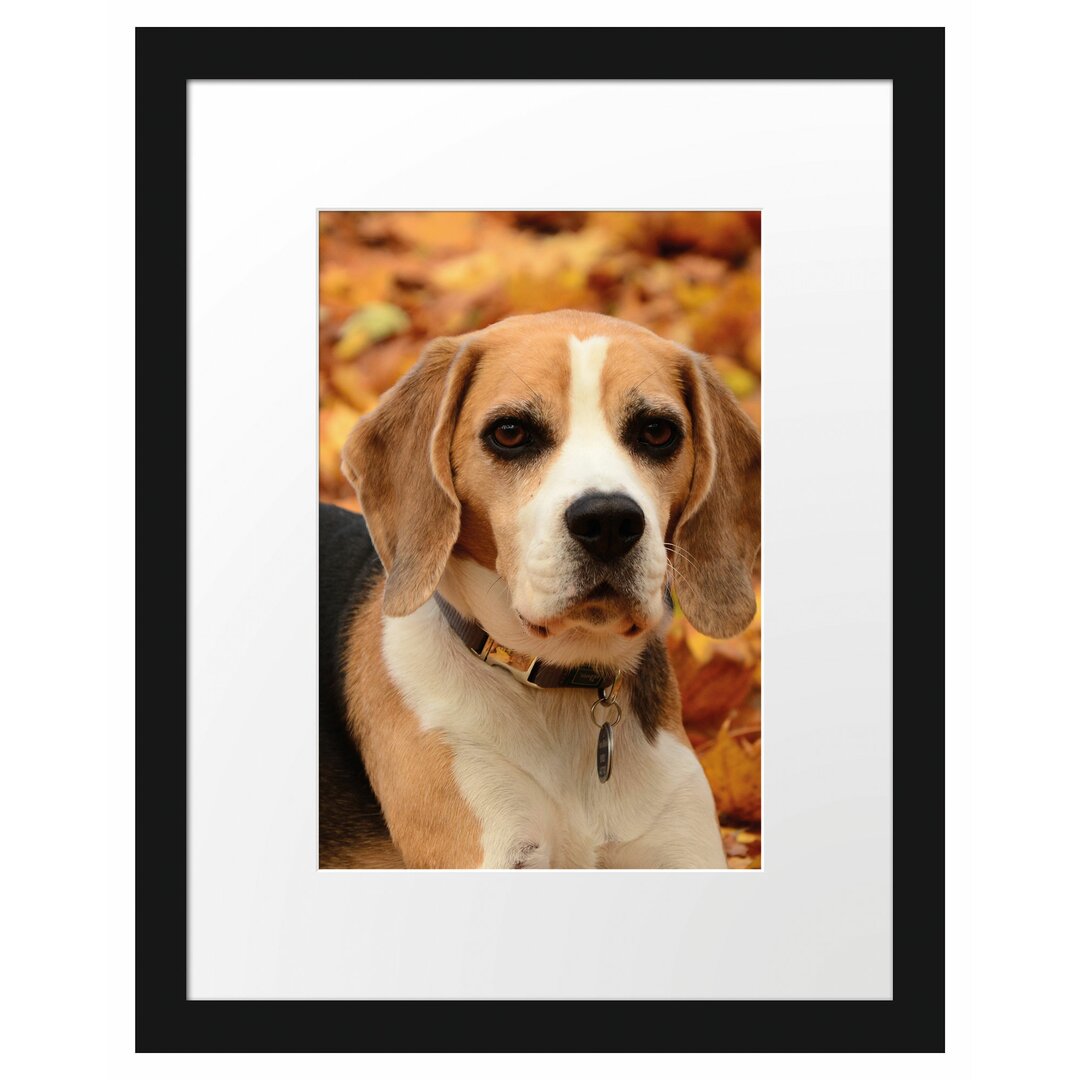 Gerahmtes Poster Kleiner Beagle im Laub