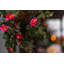 15cm Faux Flowering Plant in Wicker/Rattan Basket