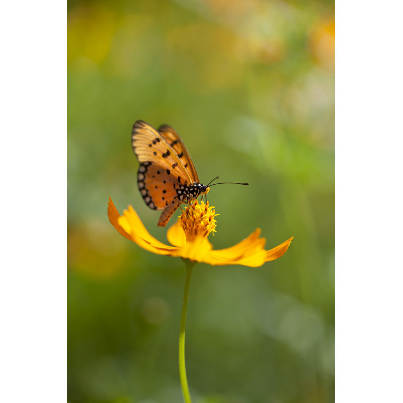Fritillary Butterfly 1 Piece Wall Art on Canvas, 46cm H x 30cm W