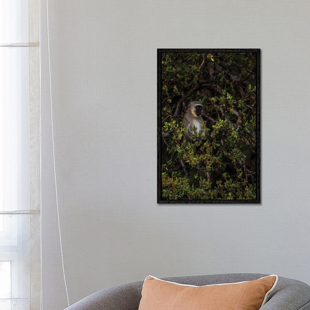 Vervet Monkey, Chillin' von Sean Marier - Floater Frame Gallery-Wrapped Canvas Giclée on Canvas