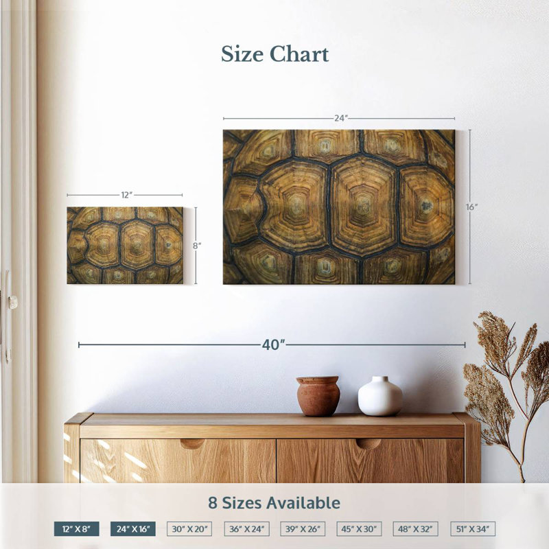 Brampt Giant Tortoise Shell, 16" H x 24" W