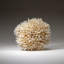 Genuine Birds Nest Coral ( 3.5 Lbs)-999671485