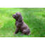 Statue chiot labrador Orbison-733031228