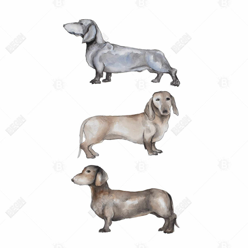 " Small Dachshund Dog "