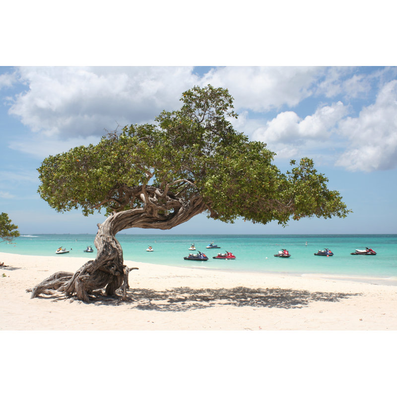 «Divi Tree Aruba» par Marc Boetterer - photographie sur toile tendue, L 48 po x H 32 po