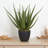 26'' Faux Agave Succulent in Planter