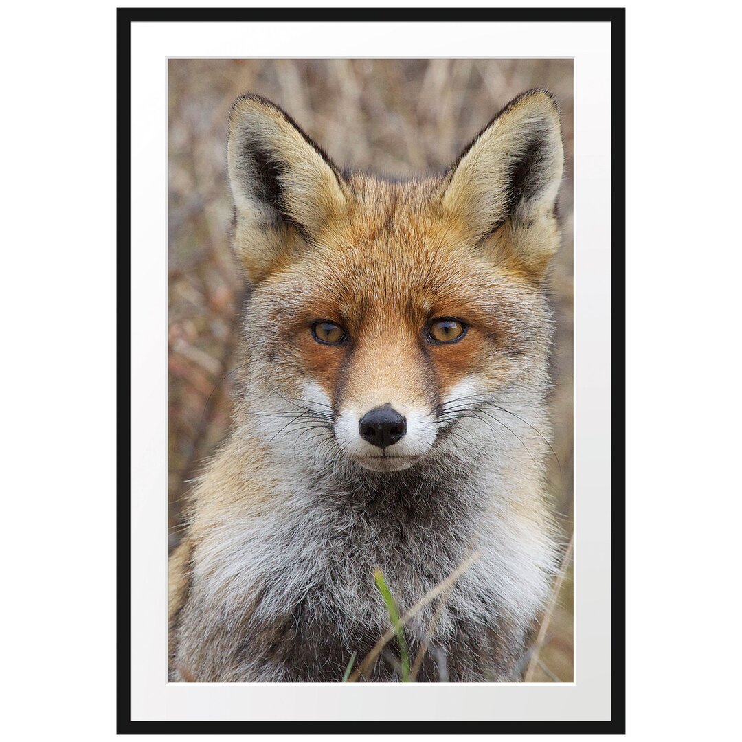 Gerahmtes Poster Aufmerksamer Fuchs im Geäst