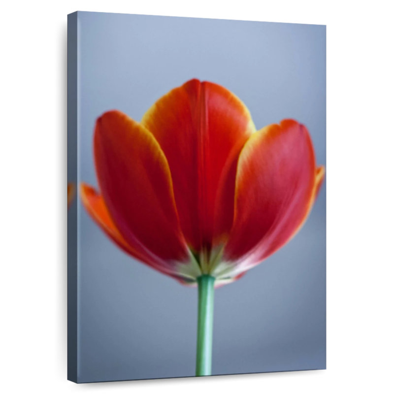 Tulipe rouge Harnek, H 30 po x l 20 po