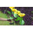 Hartshorne Solar Powered Weather Resistant Sunflower Pathway Light (Set of 4)