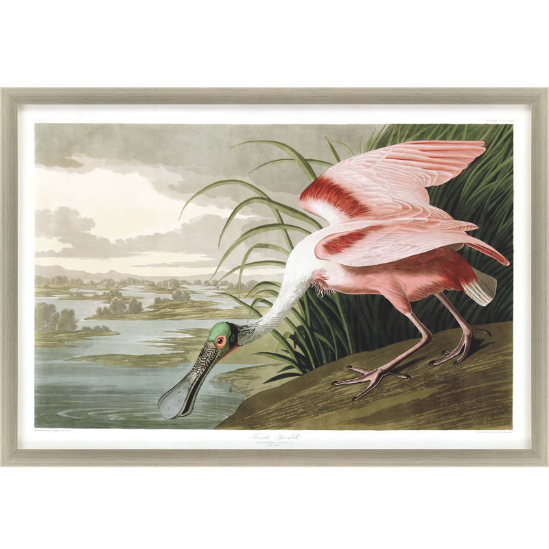 Roseate Spoonbill Silver Framed Print Wall Art