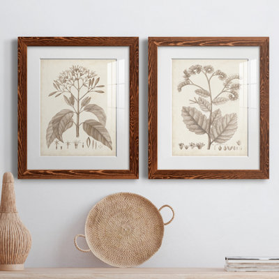 " Antique Sepia Botanicals III " 2 - Pieces Painting Print