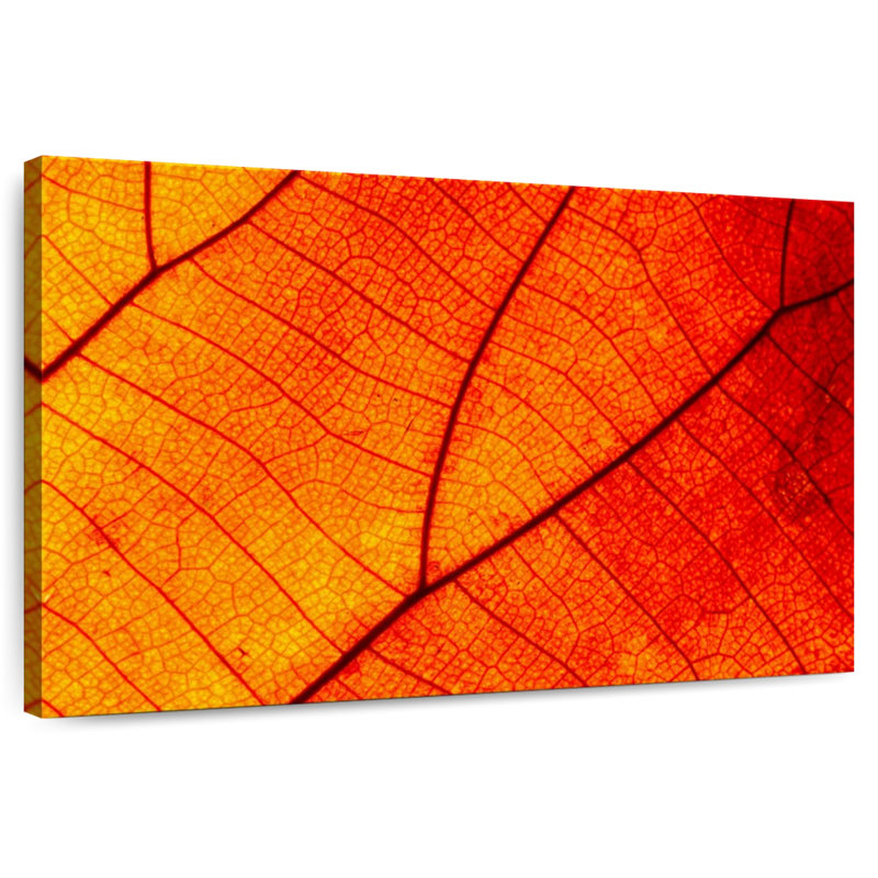 Harnek Autumn Leaf Venation