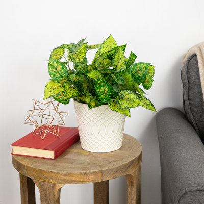 19.5" Decorative Artificial Green and Yellow Dieffenbachia Floral Bush