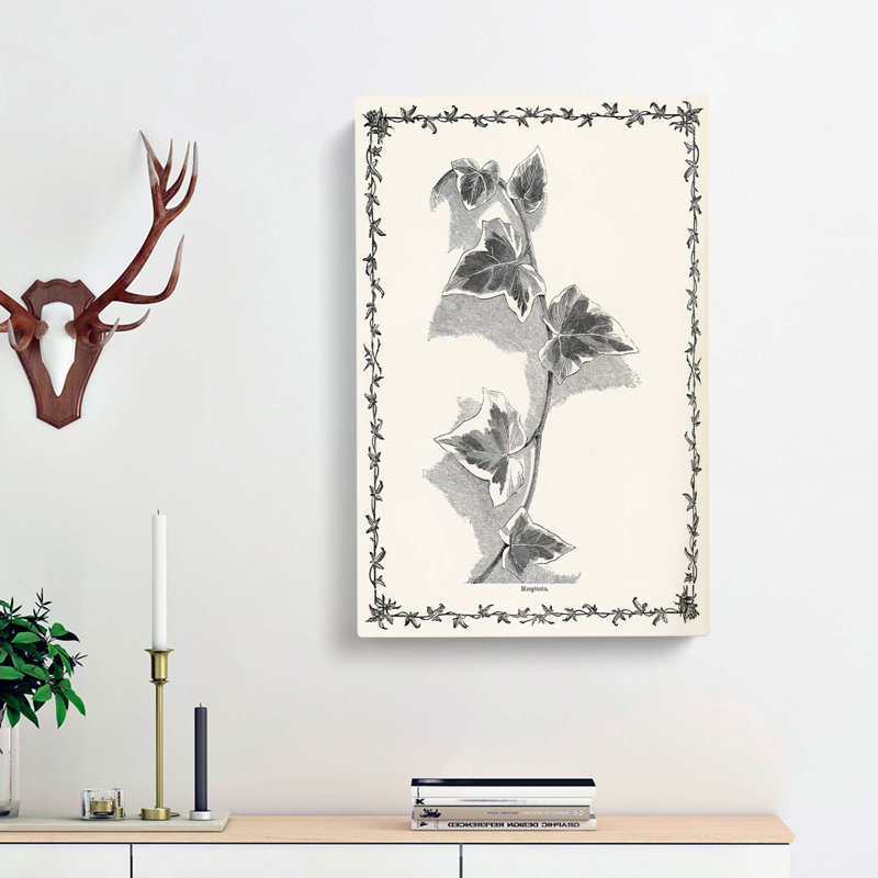 Ivy Marginata by Shirley Hibberd - Wrapped Canvas Print, 60cm H x 40cm W x 3cm D