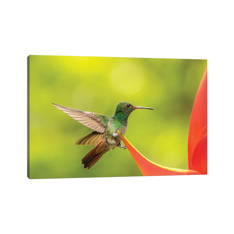 Costa Rica, Sarapiqui River Valley. Rufous-Tailed Hummingbird On Heliconia Plant. by Jaynes Gallery - Wrapped Canvas Print