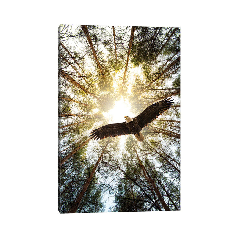 Master Of Heaven Bold Eagle by Nik Rave - Print on Canvas, Wrapped Canvas, 20.32 cm H x 30.48 cm W