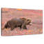 Ours grizzly Brampt