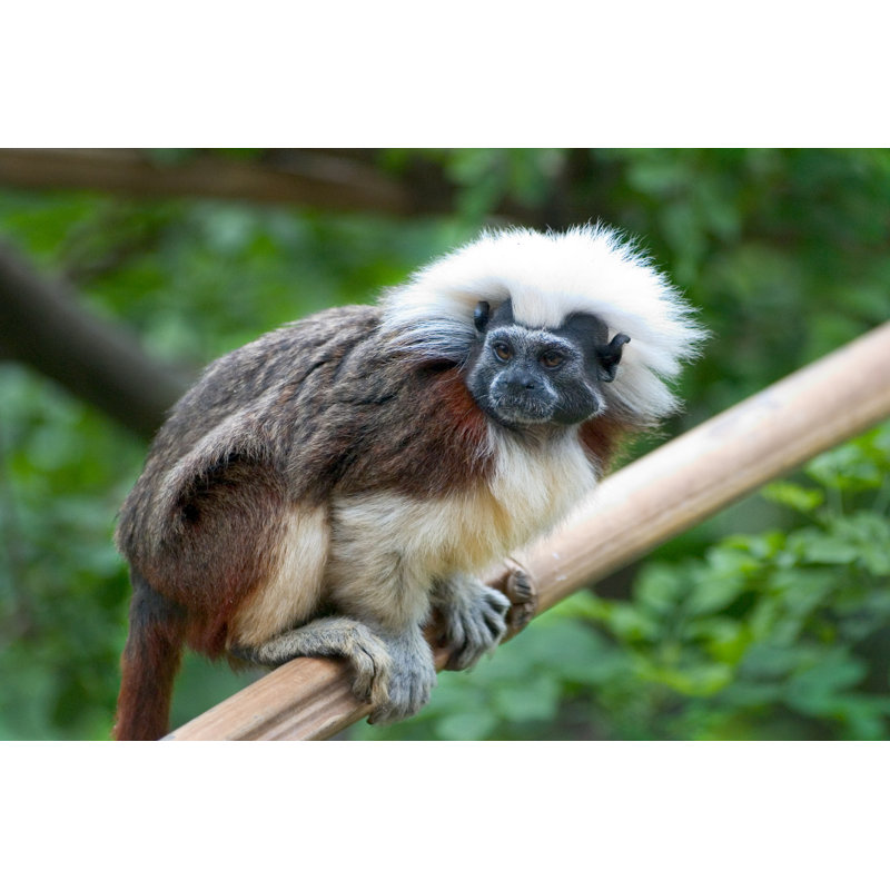 Dessus en coton Tamarin par Desperado, H 24 po x l 36 po