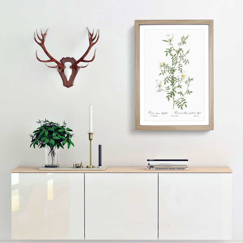 Hedge Rose in White by Pierre-Joseph Redoute - Picture Frame Painting Print, 48cm H x 36cm W x 2cm D, Oak Framed