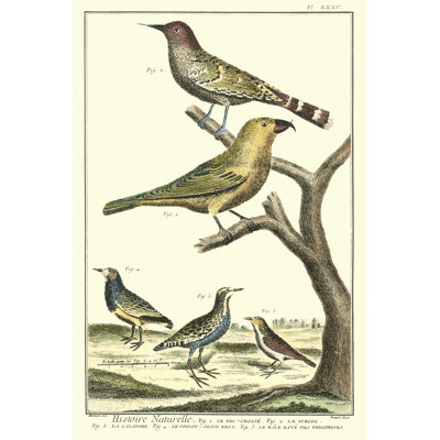 Martinet Bird Family II by Martinet - Wrapped Canvas Print