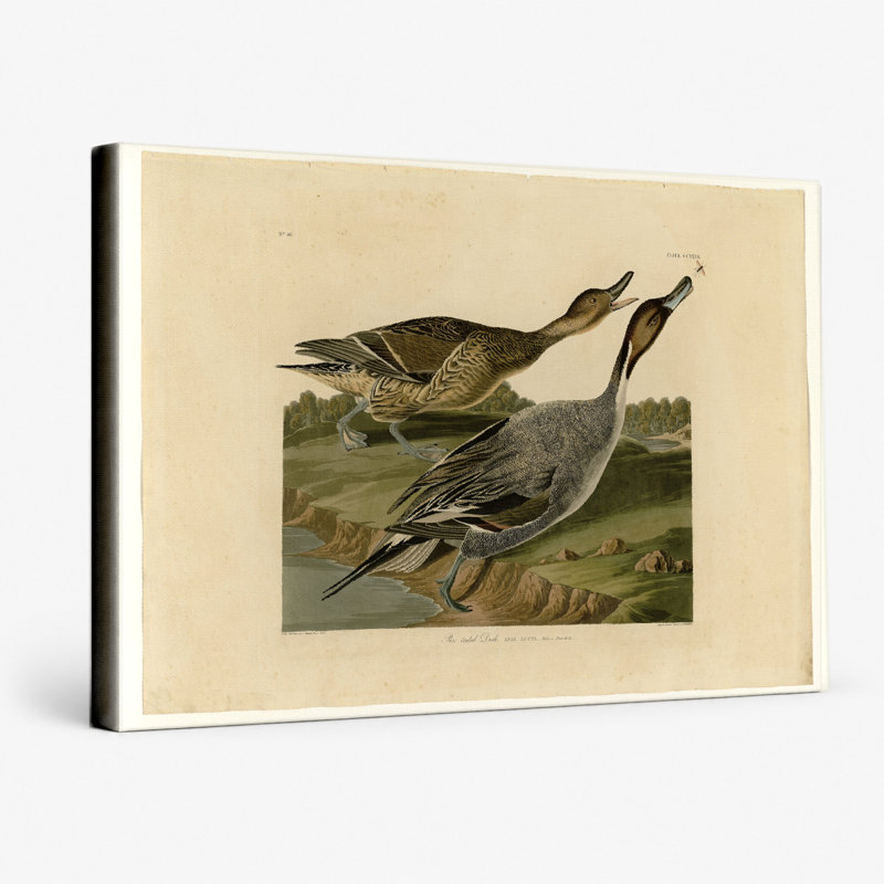 Canard à queue d'épingle (plaque CC-XXVII) - Paysage, art mural sur toile, 18" W x 12" H