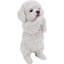 Chiot caniche jouant