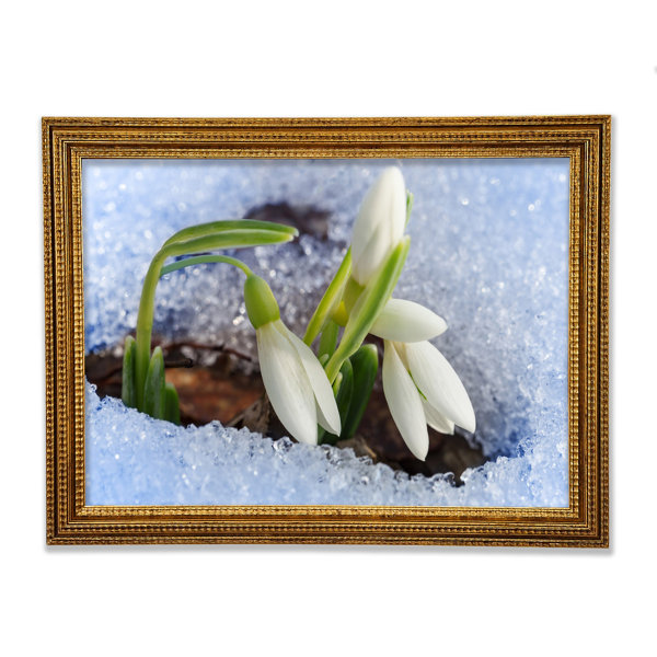 Ebern Designs White Snowdrops Peering Through The Snow - Single Picture ...