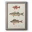 " Species Of Antique Fish II "-834072929