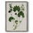 Forest Foliage on Linen IV Framed Print - Solid Wood-180117697