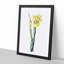 Monnieri Iris Flower by Pierre-Joseph Redoute - Picture Frame Art Print-55610179-55610184