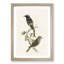 European Black Redstart by Von Wright - Picture Frame Painting Print-55536004-55536005