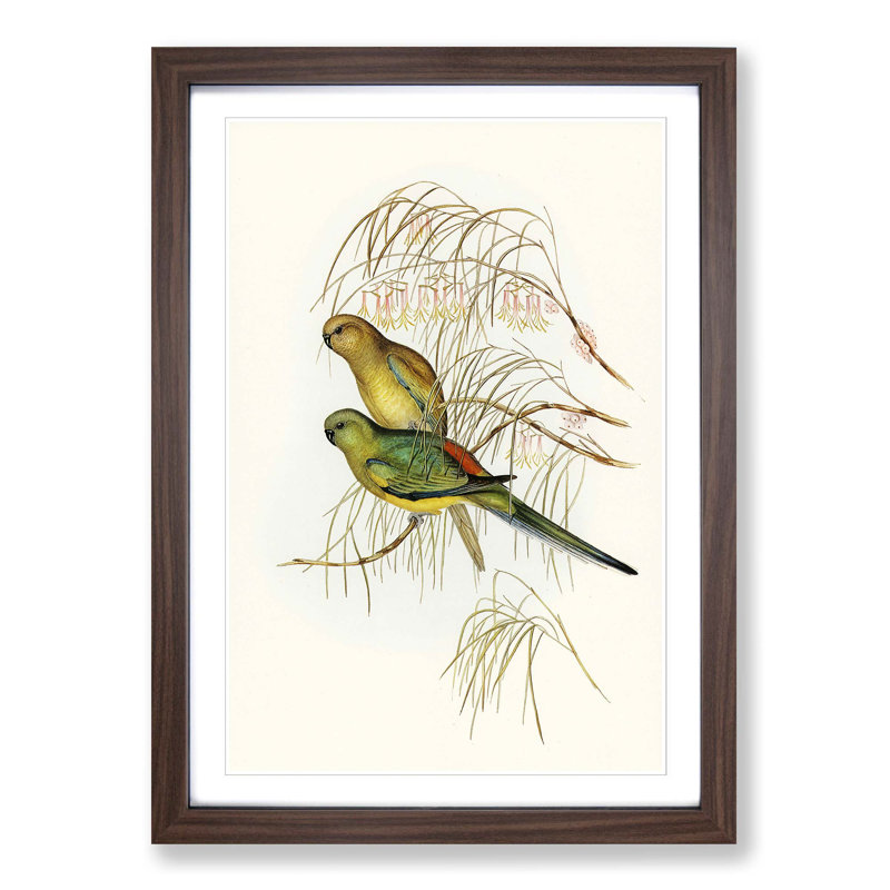 Red-Backed Parakeets by Elizabeth Gould - Picture Frame Painting Print, Walnut Framed, 65cm H x 48cm W x 2cm D