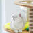 4 Tiers Cat Tree with Condons,Perch,Scratching Posts