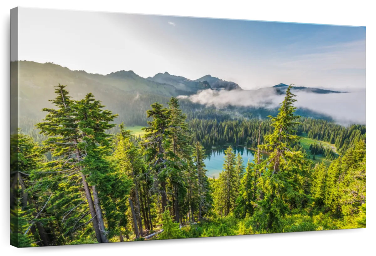Millwood Pines Alvord Mt. Rainier Pine Forest | Wayfair