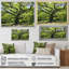 Photo de majestueux arbre sycomore - Art mural arbre sycomore-1751114251-1751114252