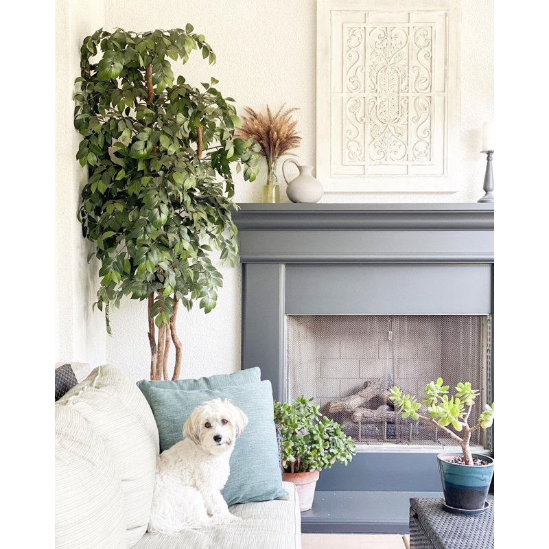 Ficus Silk Tree