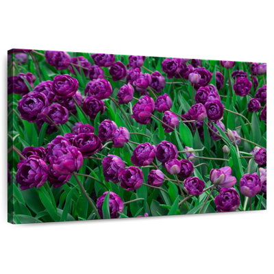 Alvord Violet Tulips